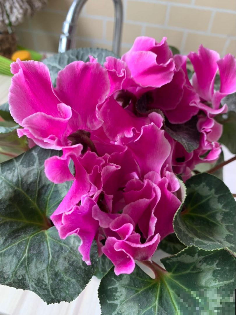 夏天别买3种花，买回家养死了，别说没提醒你