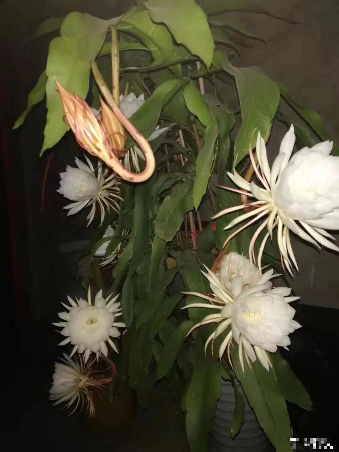 专挑晚上开的花,爱吃肥肉喝废油,开花艳压群芳 专挑晚上开的花,爱吃肥肉喝废油,开花艳压群芳