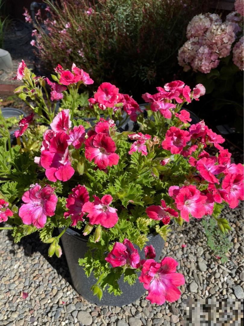 夏天别买3种花，买回家养死了，别说没提醒你