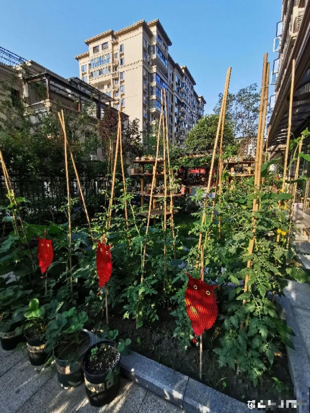 天台花园VS低层庭院,哪里养花更方便? 天台花园VS低层庭院,哪里养花更方便?