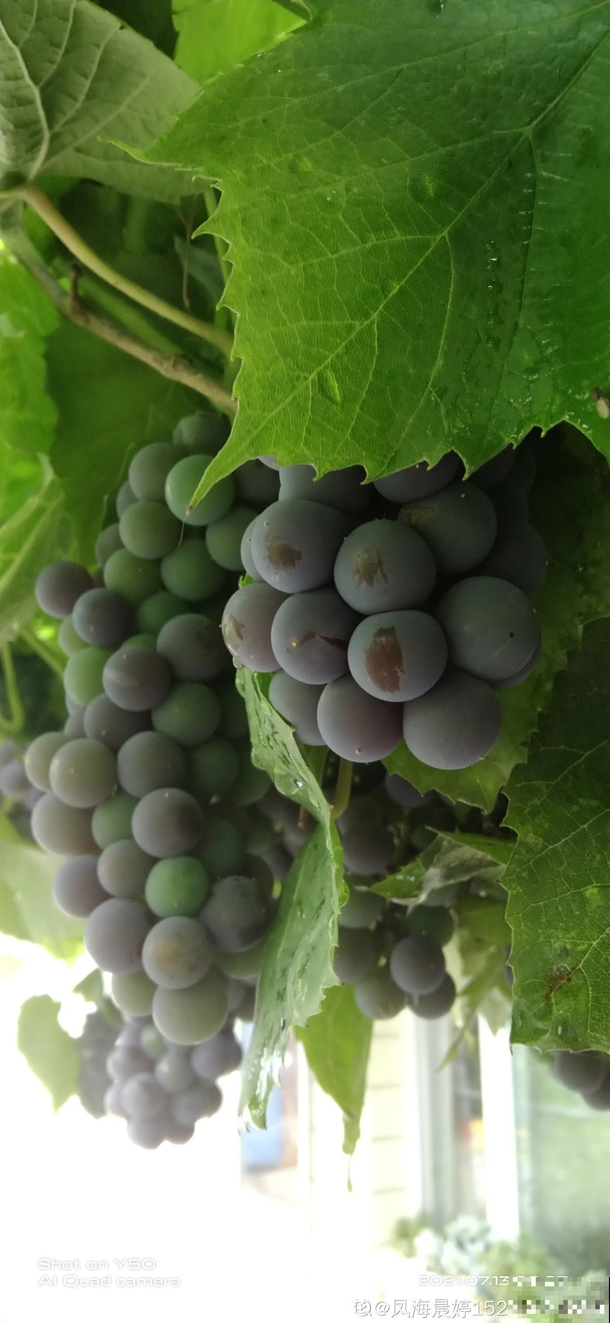 一棵葡萄树，做成天然遮阴棚，养殖省力又好打理