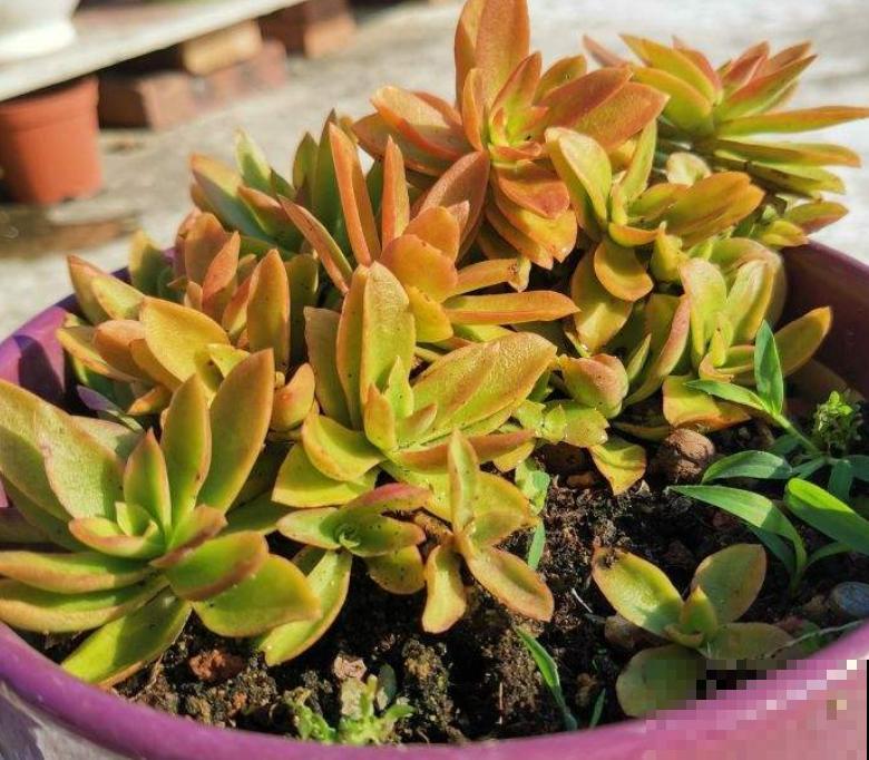 爱上养花之后,会被5种福气包围,花友:太幸福了! 爱上养花之后,会被5种福气包围,花友:太幸福了!