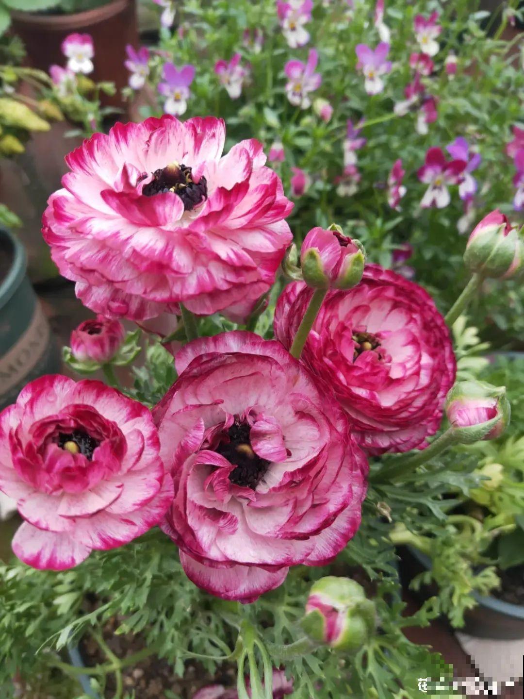 家里养的“仙女花”，奶奶非说是芹菜，还薅一把想炒菜吃