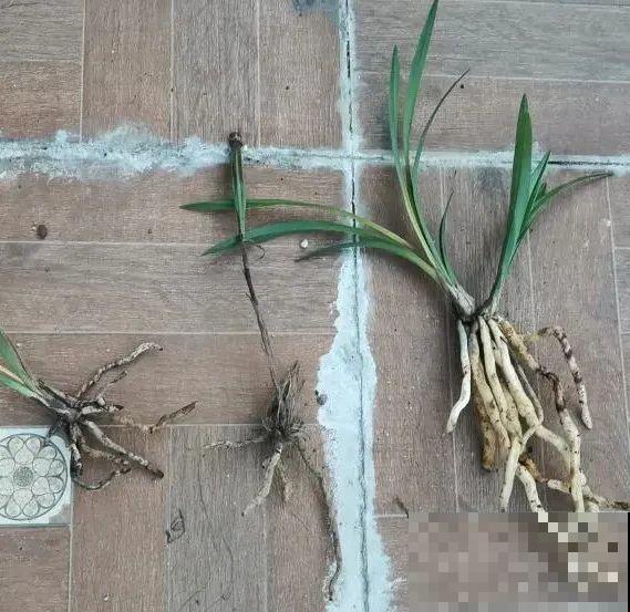 警惕秋老虎，别让你的花，度过夏天，却死在秋天