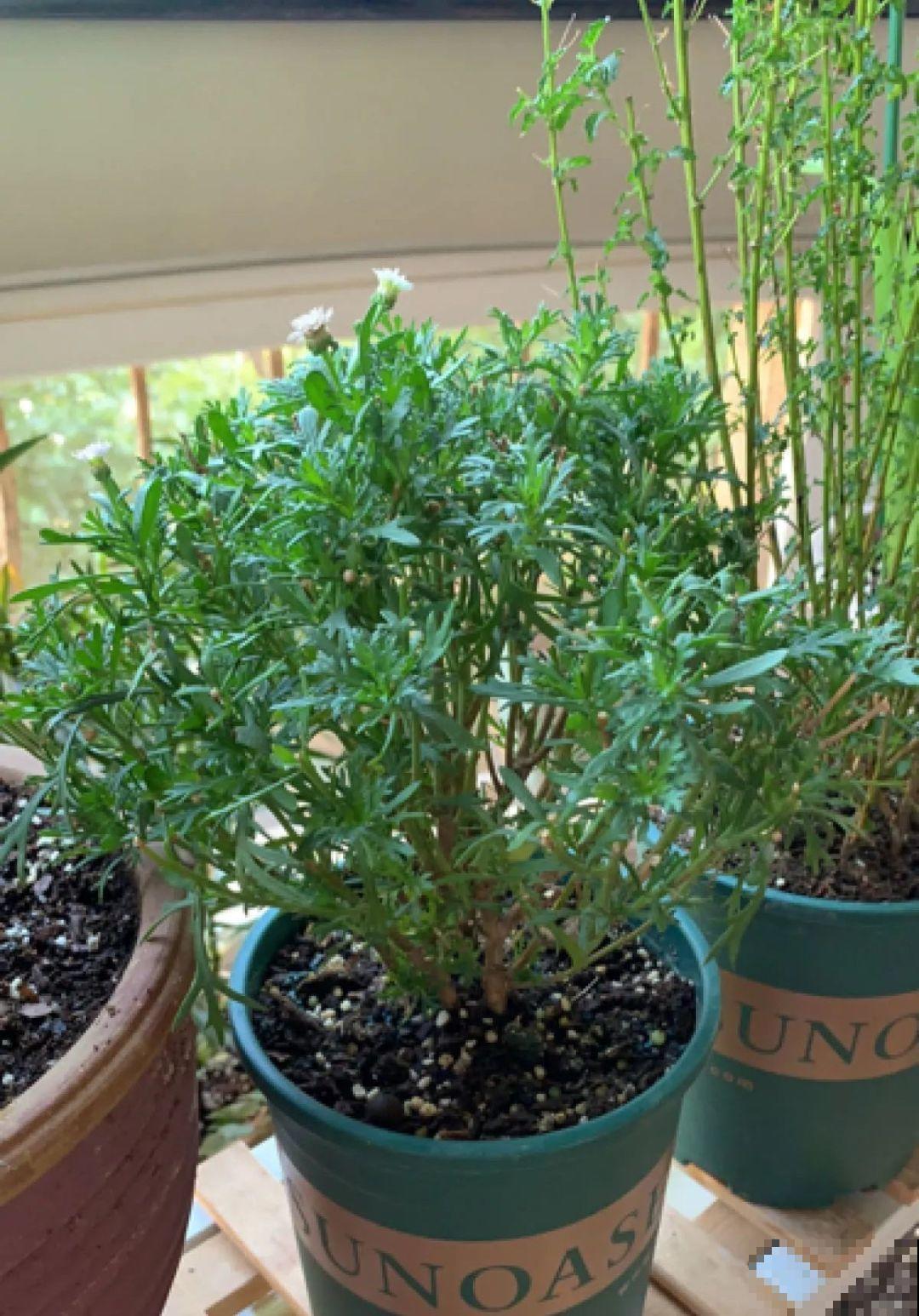 警惕秋老虎，别让你的花，度过夏天，却死在秋天