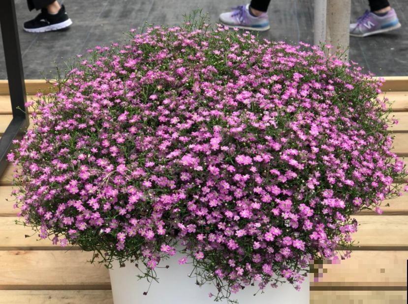 天热懒人养花必备的3种花，非常好打理，花点心思就能活