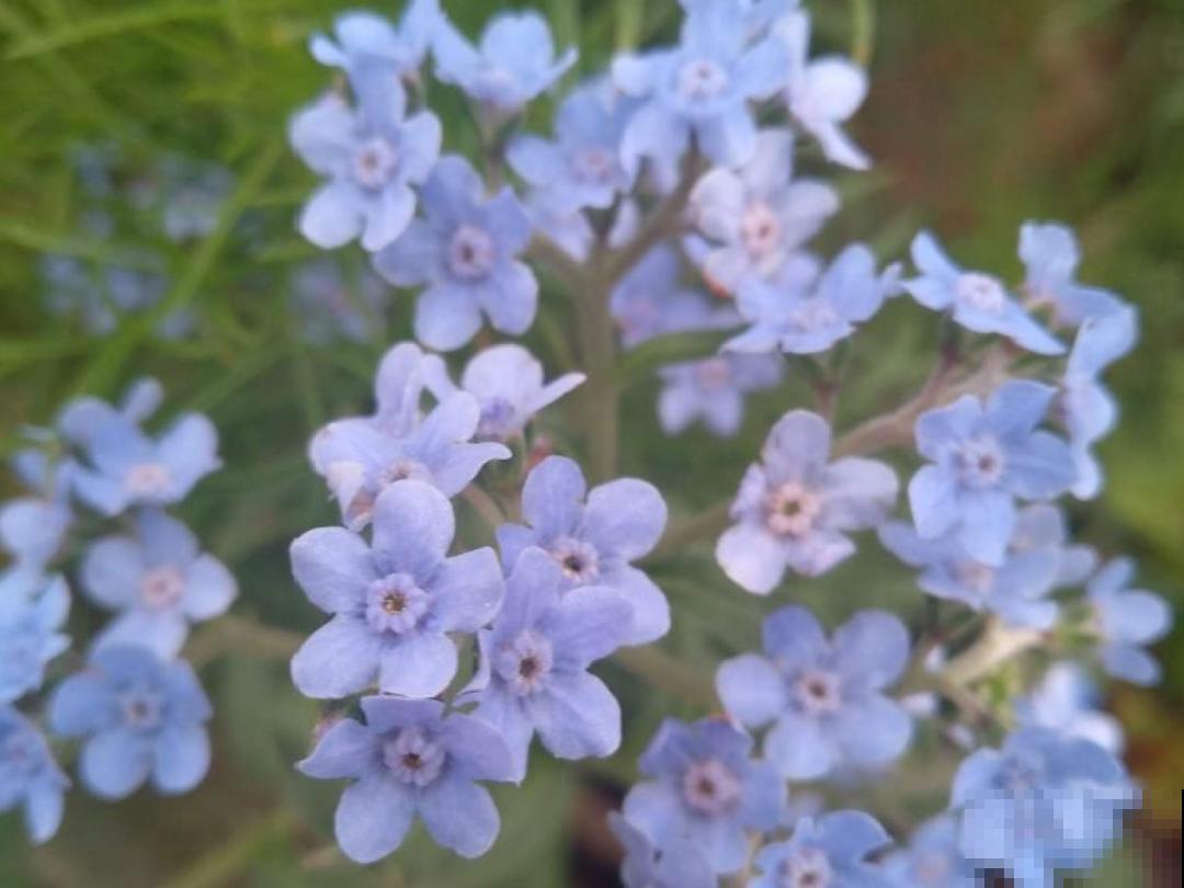 播种时间到,立秋后撒下去,冬春就开花 播种时间到,立秋后撒下去,冬春就开花