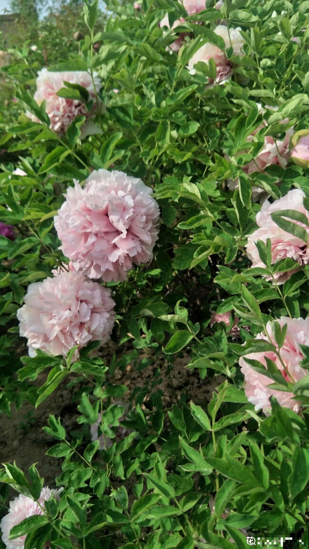 4种北方植物，养养就爆盆，在南方反而不易养好