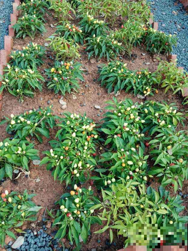 4个植物冷知识，还真是头一回听说，真神奇！