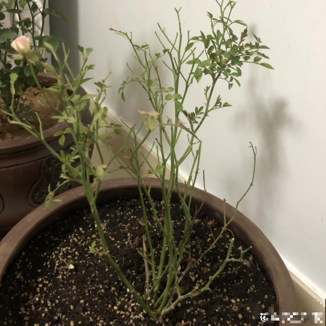 养花“黑名单”实在太难养，心累