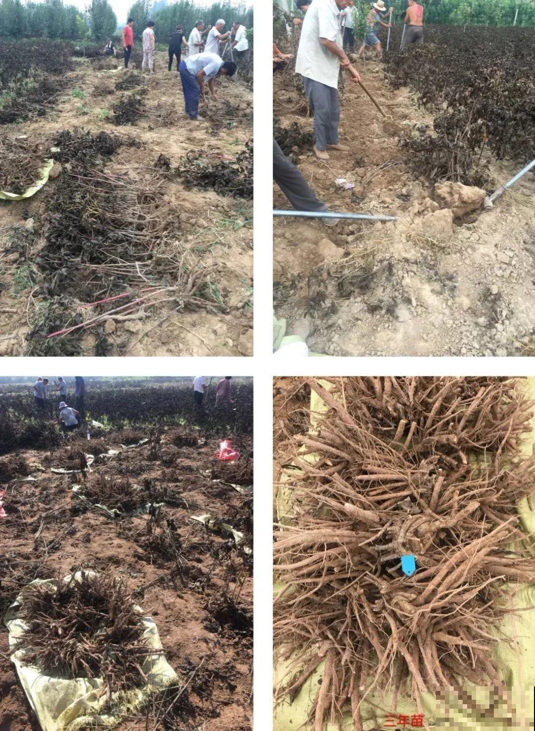 一年只能种一次的花,开花富贵寓意吉祥,堪称“花中宰相” 一年只能种一次的花,开花富贵寓意吉祥,堪称“花中宰相”