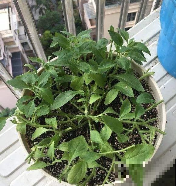 现在给花剪一刀,剪成一个“小平头”,呼呼冒芽爆盆 现在给花剪一刀,剪成一个“小平头”,呼呼冒芽爆盆