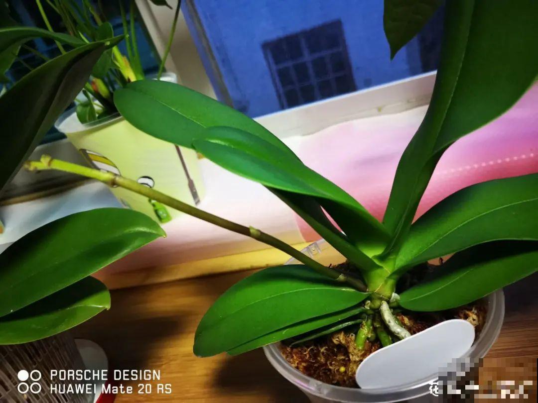 7种花，立秋后换盆，秋冬才能越养越好