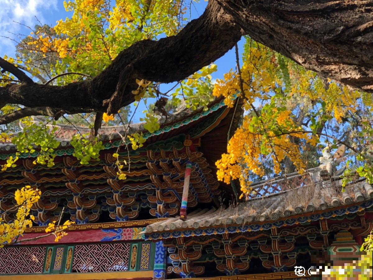 秋天银杏成了“黄金树”,颜值超高,为啥种的人很少 秋天银杏成了“黄金树”,颜值超高,为啥种的人很少