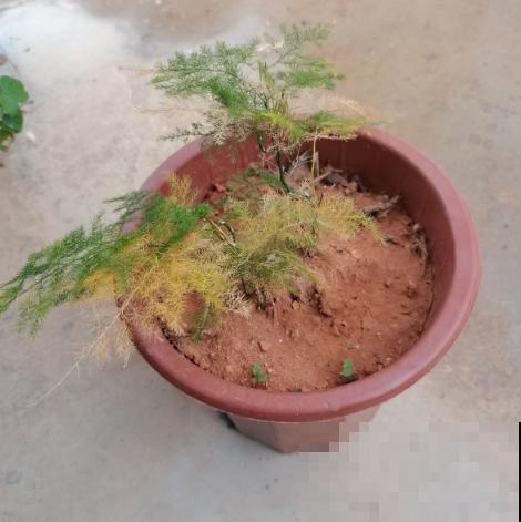 文竹娇嫩像公主，不注意这2点，咋养都得生点病