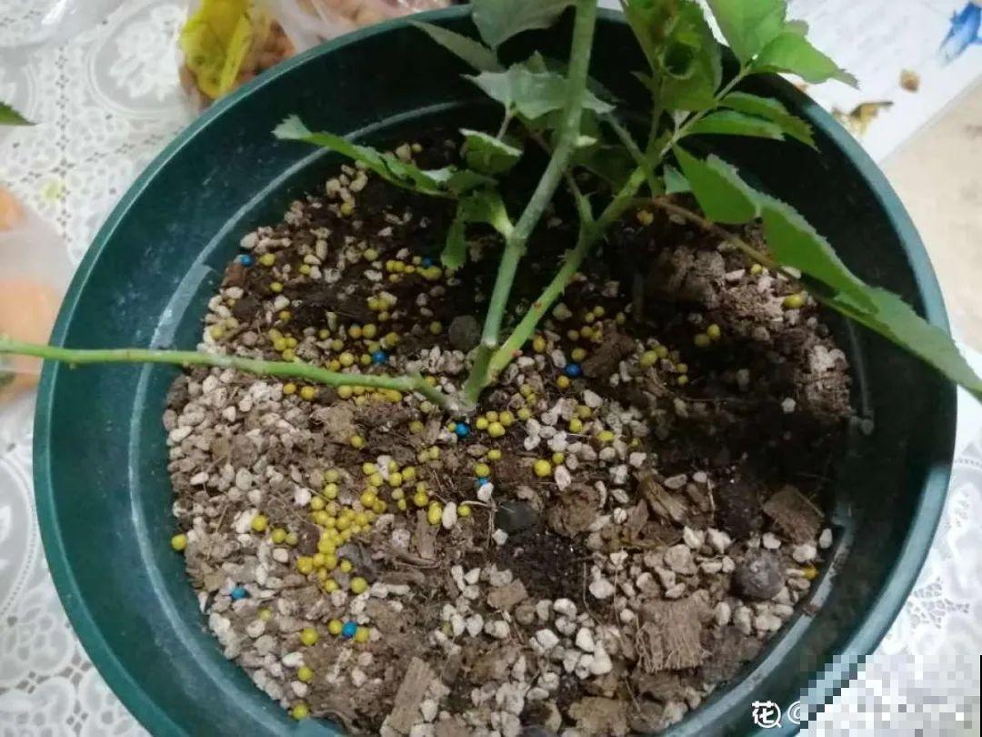 9种花，天热也要施肥，否则活不长，越养越差劲