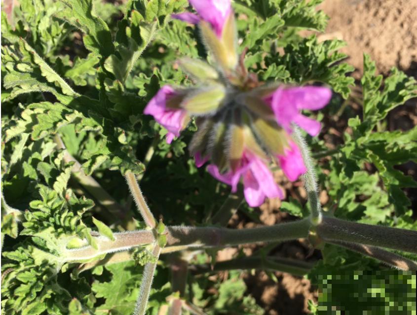 蚊虫绕道走，4种盆栽阳台放，比蚊香还有用