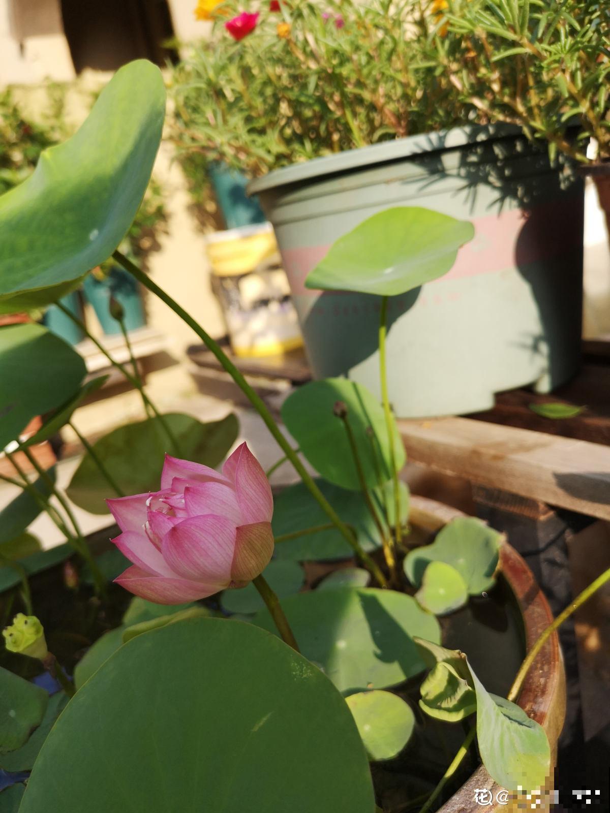 老中医爱养的60种植物，图文并茂特详细，种一盆养人养身心