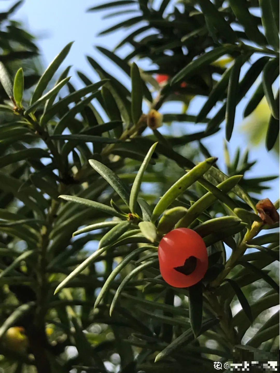 看到稀奇花，不认识的别去挖，可能会触犯法律