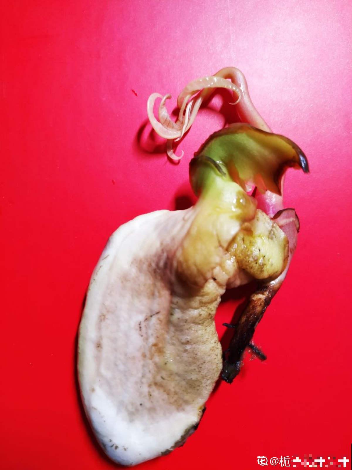 不用买种子，吃完就能种，还你一棵芒果树