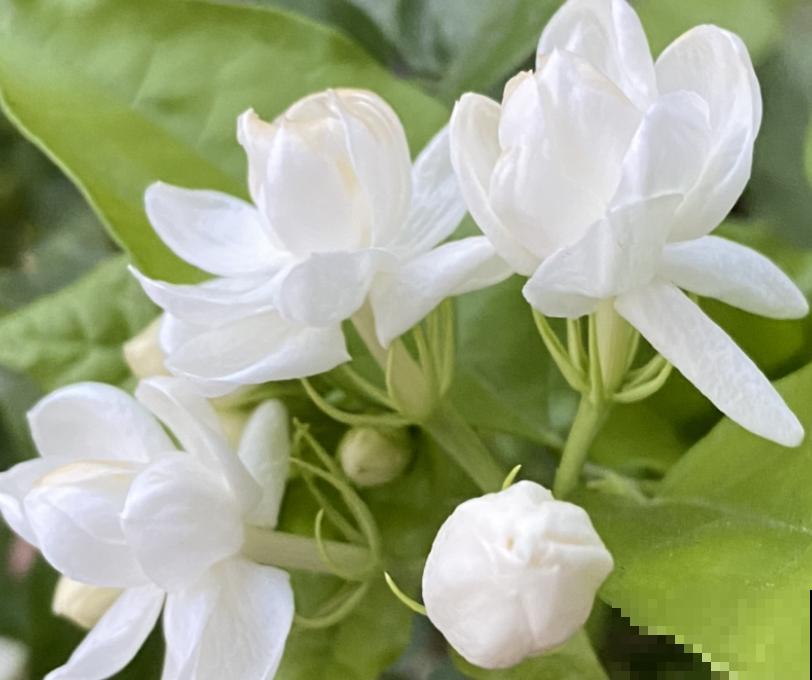 开白色花怎么了，照样仙气十足！