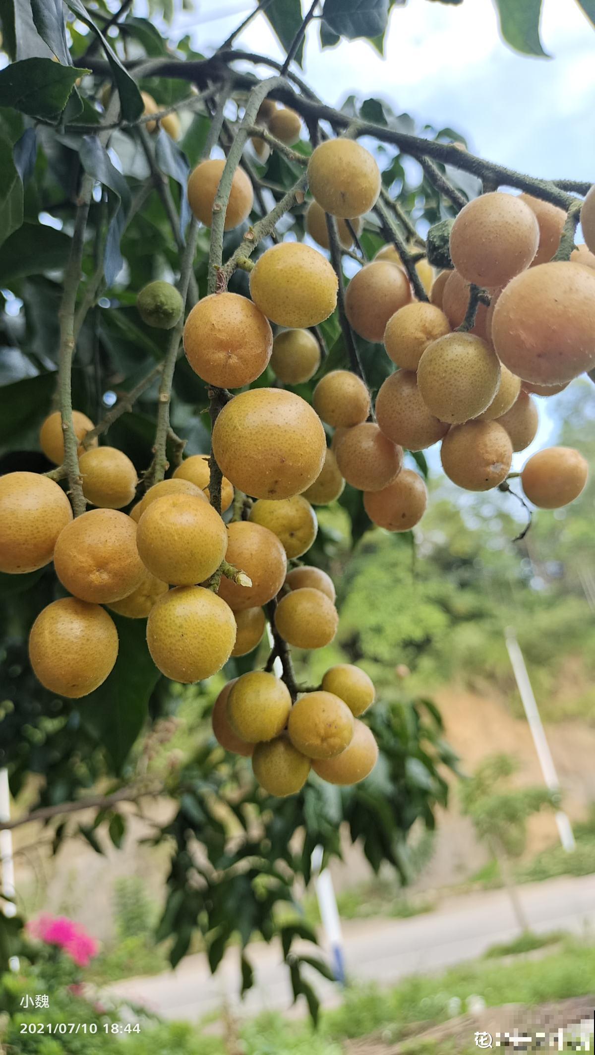 南方常见的黄皮果，妥妥的“黄水晶”，咬一口直流口水