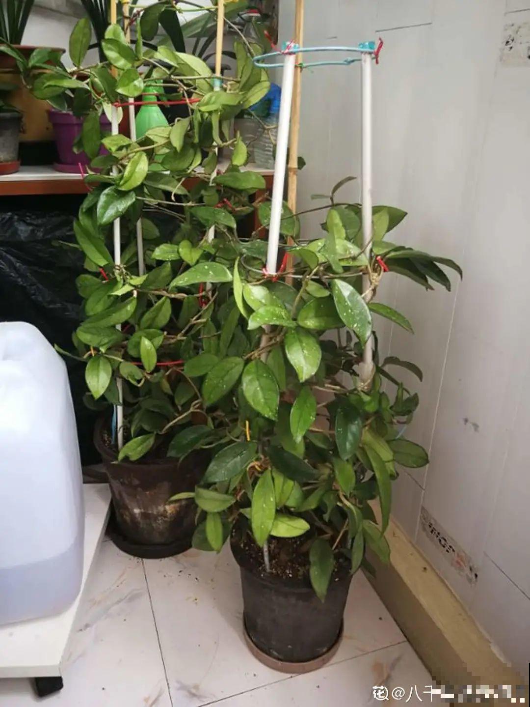 三角梅剪 一剪，搬出去晒晒，呼呼爆花