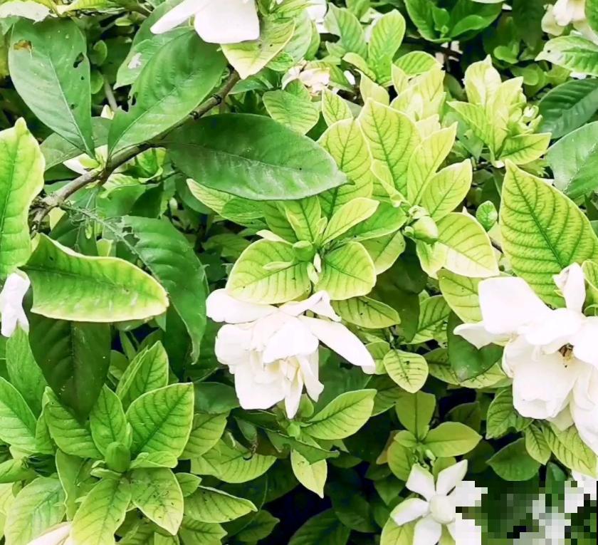 4种花容易“缺铁”，黄叶子、长不大，越养越差劲