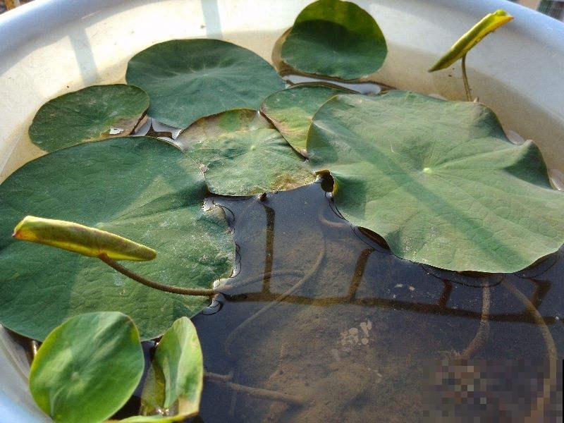 养碗莲做好3点，开花美得像艺术品，拍的照片像修图