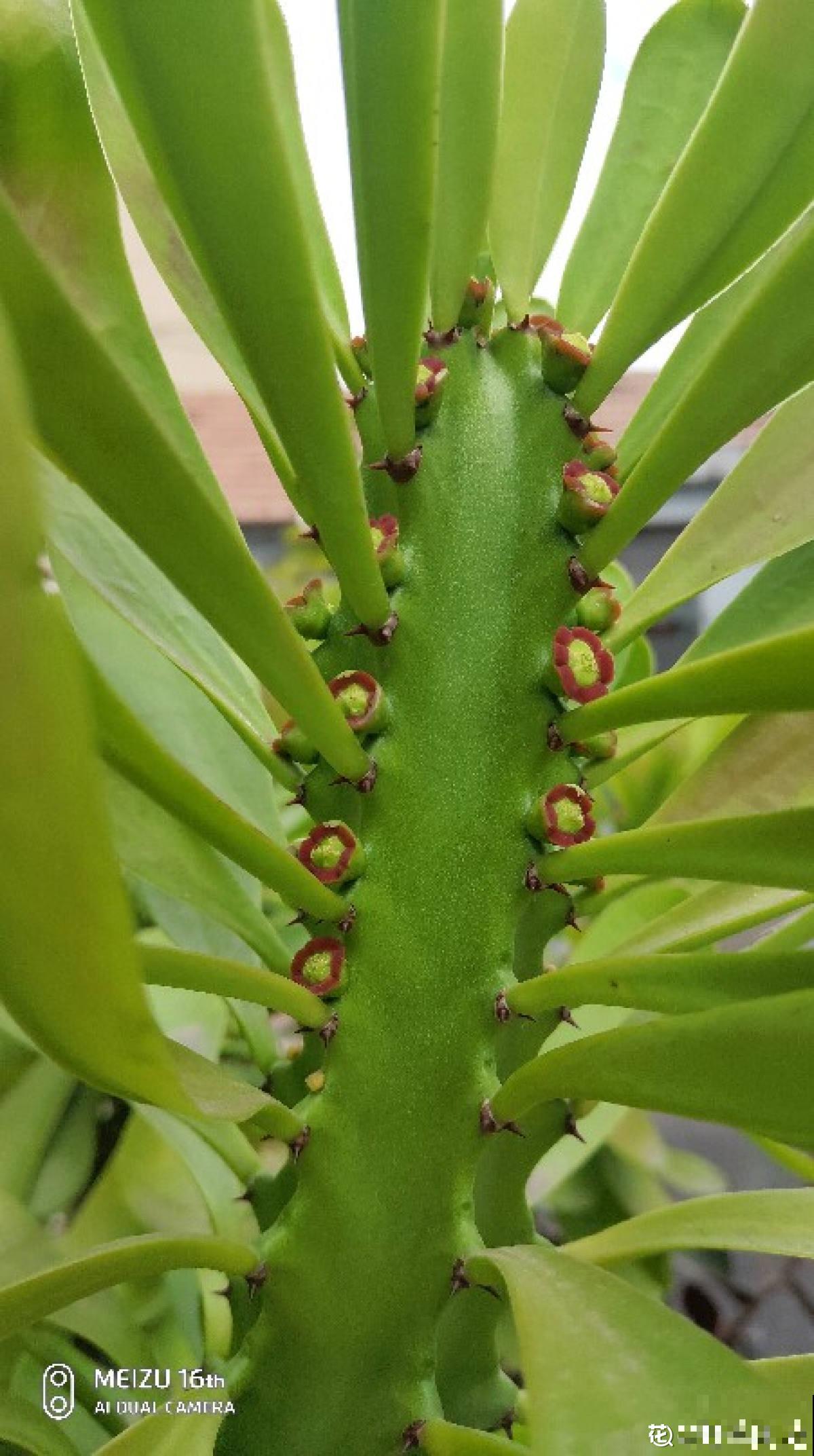 3种花长的跟“三胞胎”似的,还有“守家”的说法,适合居家养护 3种花长的跟“三胞胎”似的,还有“守家”的说法,适合居家养护