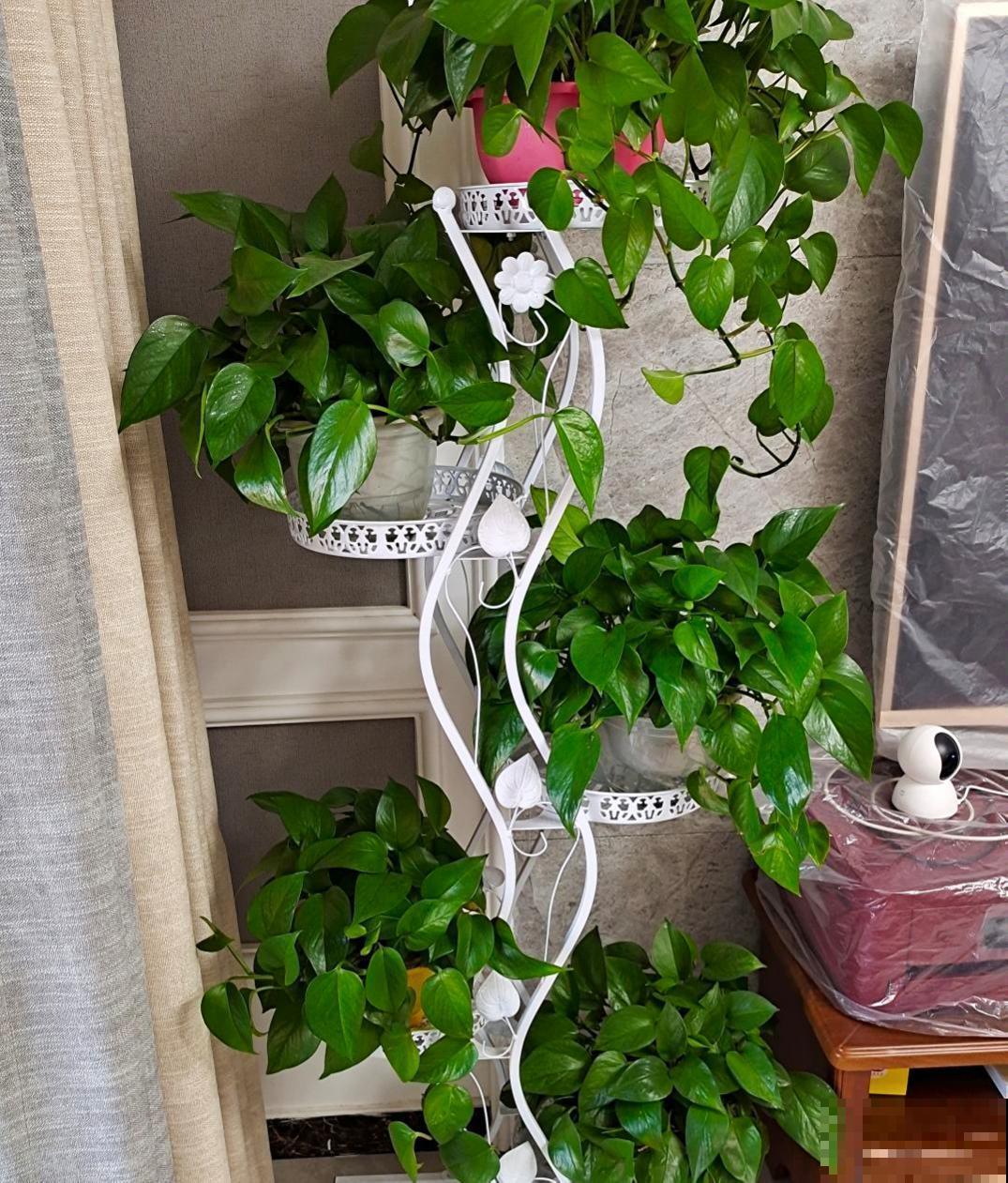 绿萝叶子在滴水，恭喜你，是绿萝健康的标志