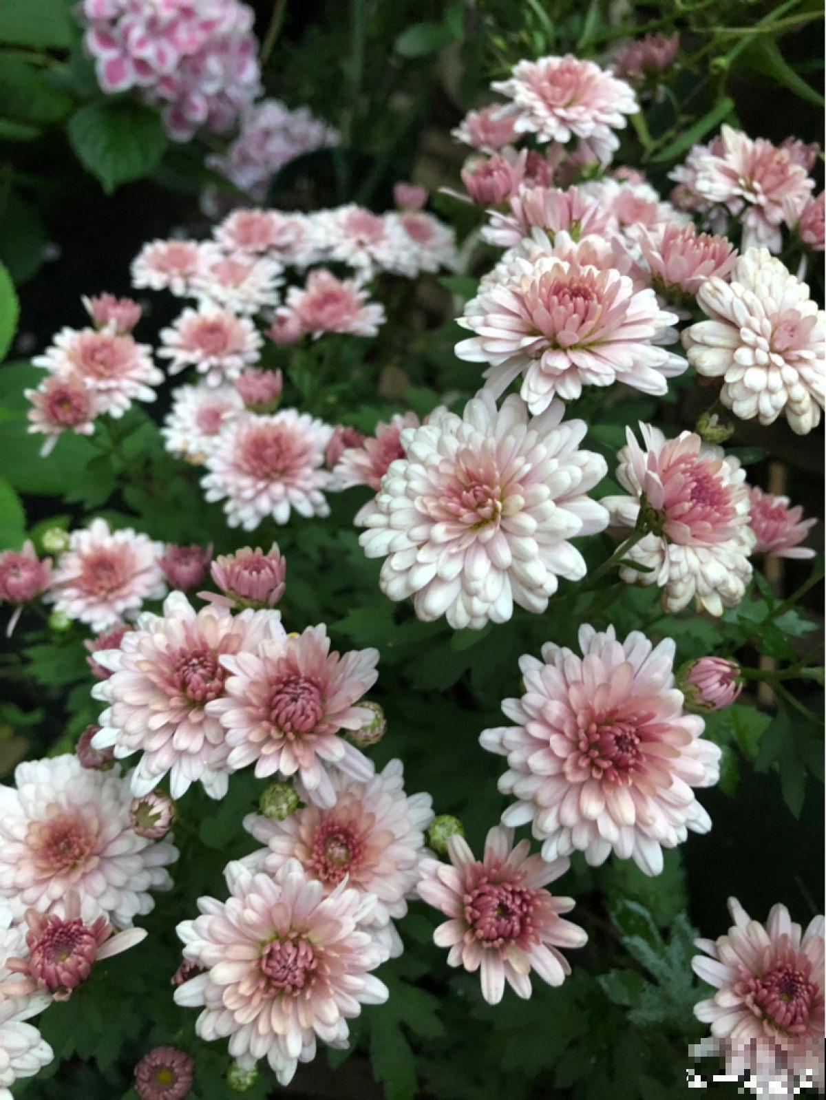 1种花开爆很容易，适合那些绿萝都能养死的人，成就感满满