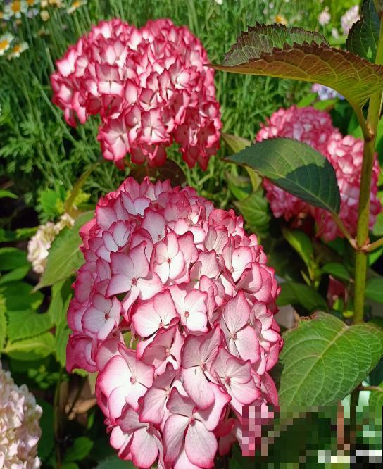 夏天的绣球花,下雨后搬出去,淋雨长更旺 夏天的绣球花,下雨后搬出去,淋雨长更旺