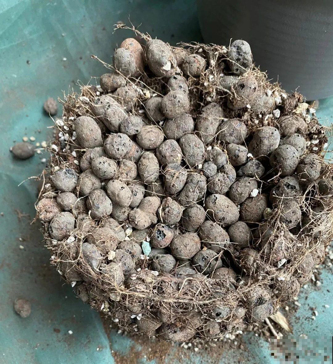 开花超香的香雪兰，夏天叶子全黄了，挖出满盆小球，大丰收！