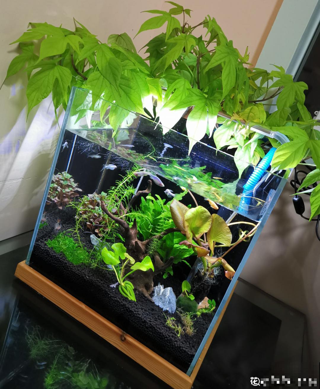 植物搬出门，痛快淋场雨，植物越来越旺