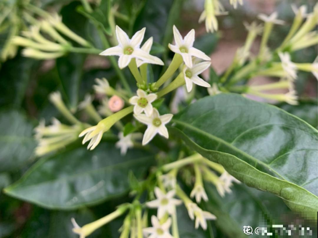 活的“香水花”,夏天一直开,满院子都是花香 活的“香水花”,夏天一直开,满院子都是花香
