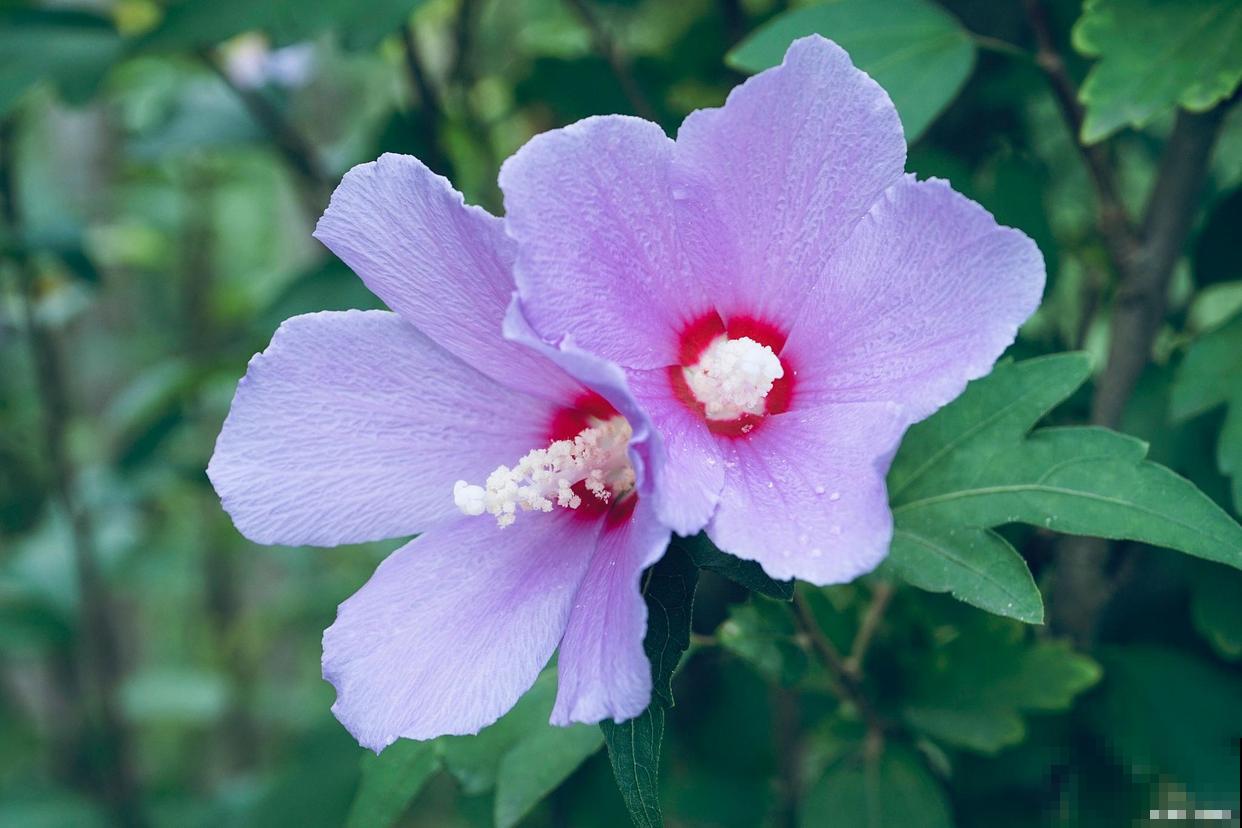 好看能吃的木槿花，多晒晒长得旺，花开的比拳头大