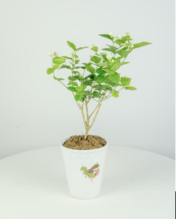 3种花明明开花很美，却不太受欢迎，到底是为啥？