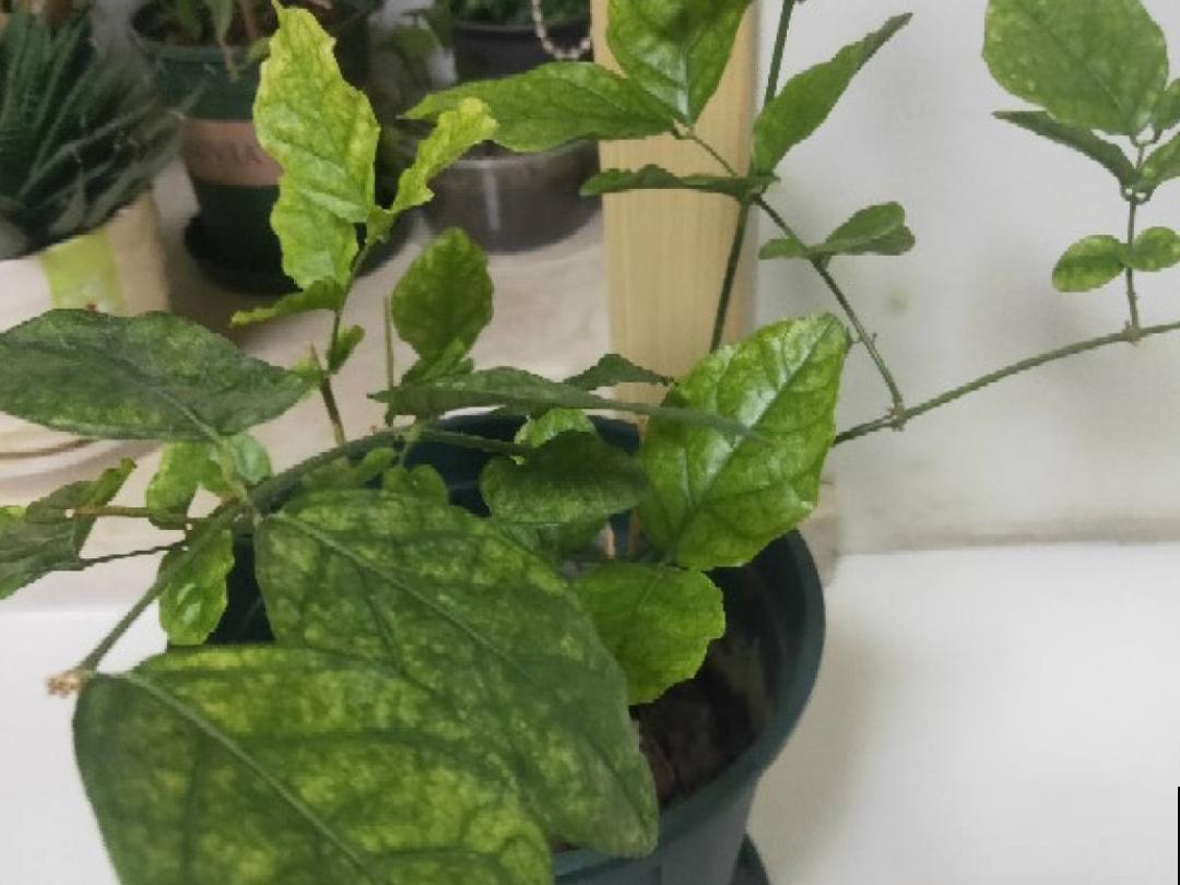 养花“黑名单”实在太难养，心累