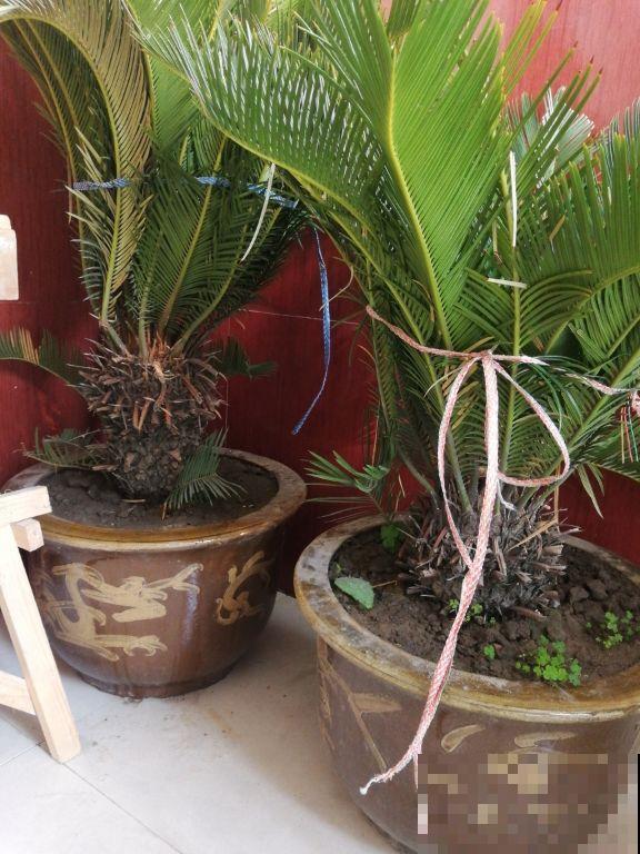 铁树开花只是成语？不，铁树真能开花，但要讲求方法