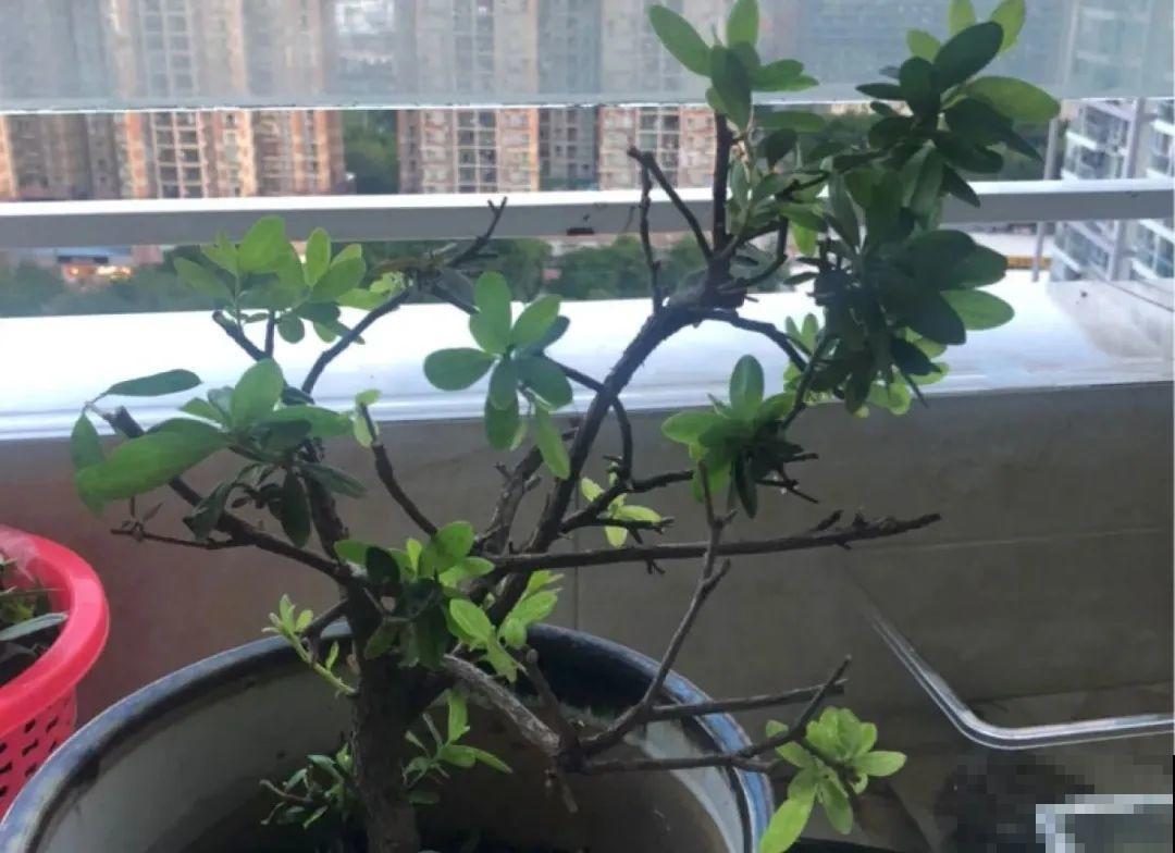 警惕秋老虎，别让你的花，度过夏天，却死在秋天