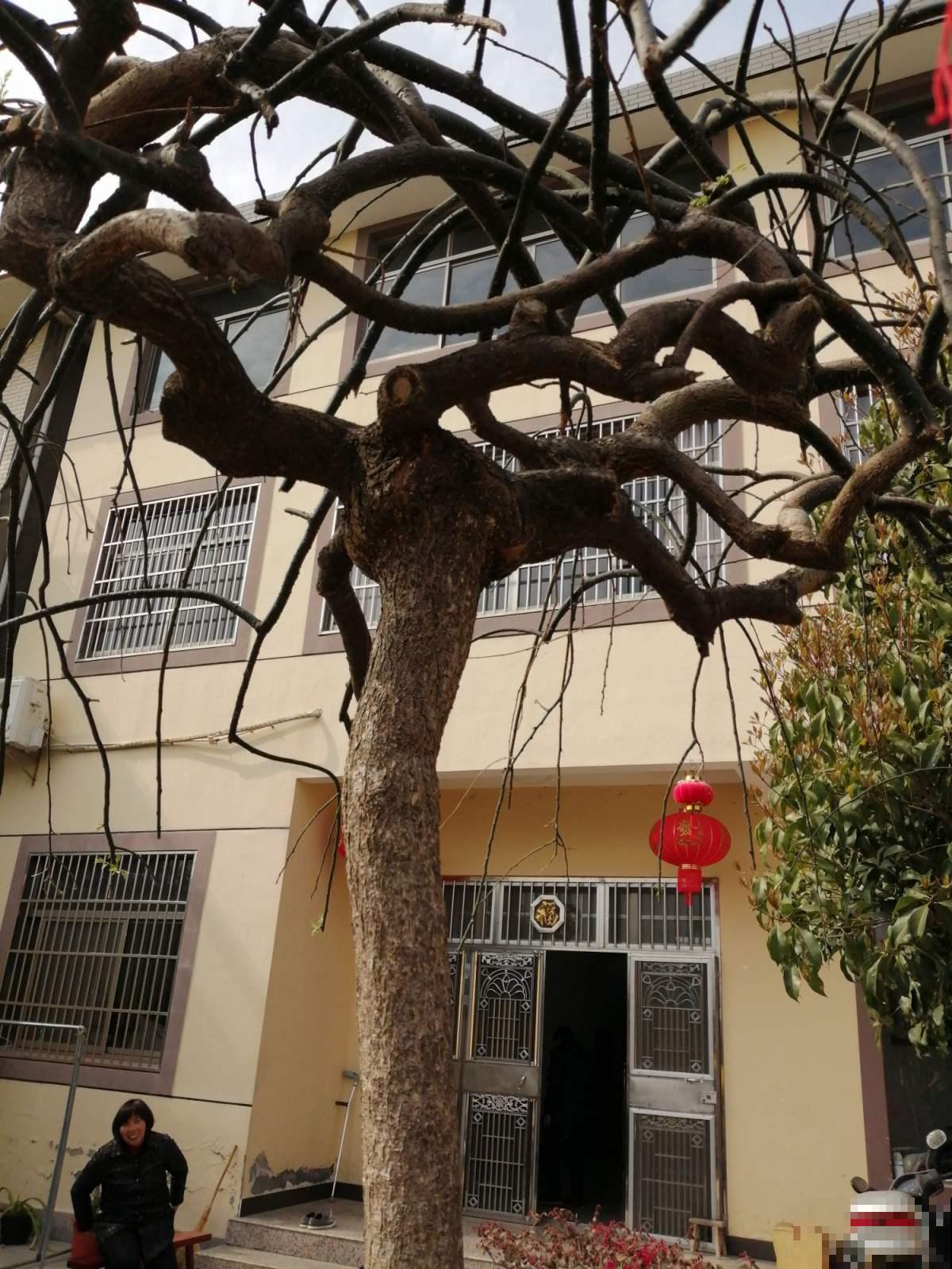 槐树好处多，但是很少有人种院里，究竟为啥？