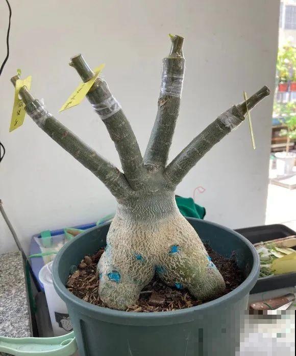 养了30年的玉树,扦插开出9色花,快来沾沾喜气 养了30年的玉树,扦插开出9色花,快来沾沾喜气