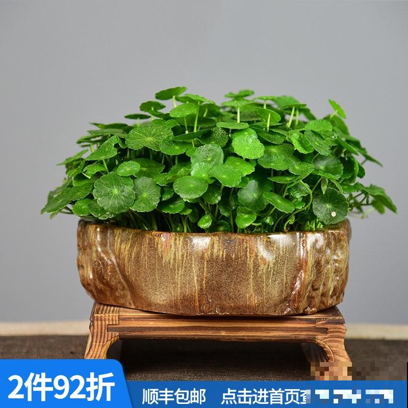 要金钱还是要铜钱，金钱草和铜钱草养哪个最好？