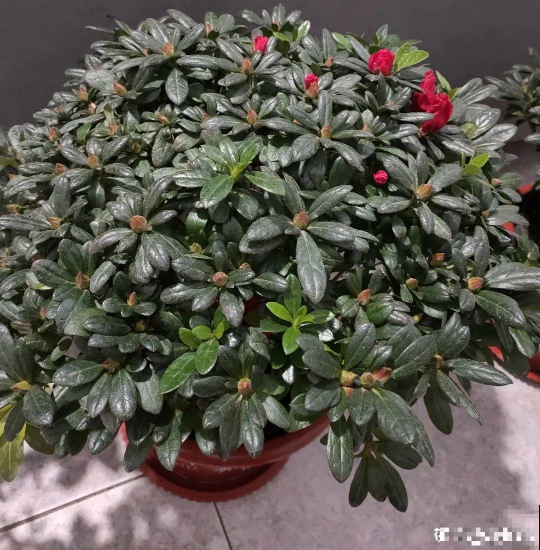 夏天养杜鹃，真是够难的，要注意6个要点