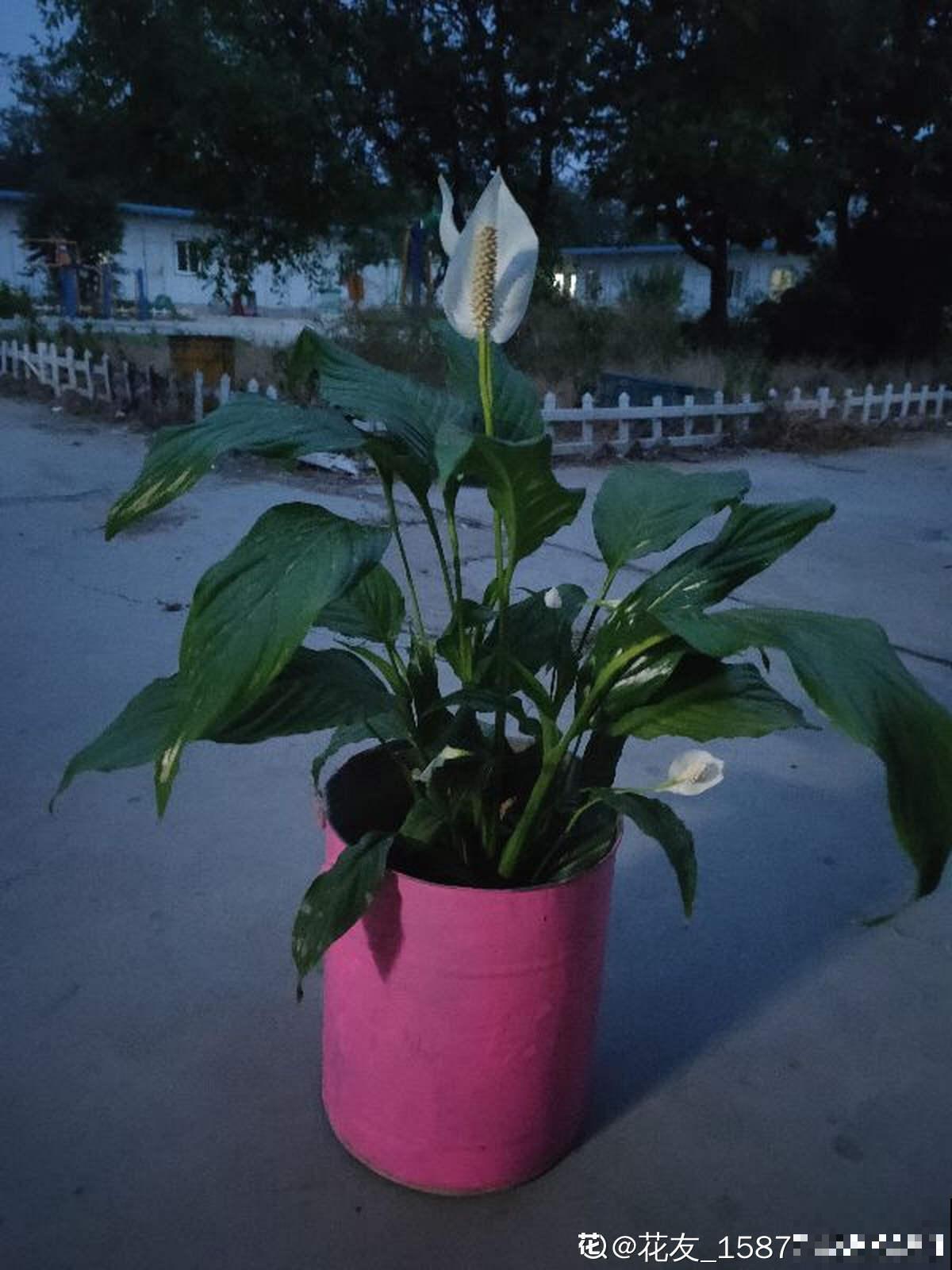 水壶还能养植物?只要3步,看看大家咋养的 水壶还能养植物?只要3步,看看大家咋养的