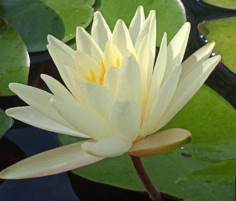 新手养花，记住“4个有”，养活植物没问题