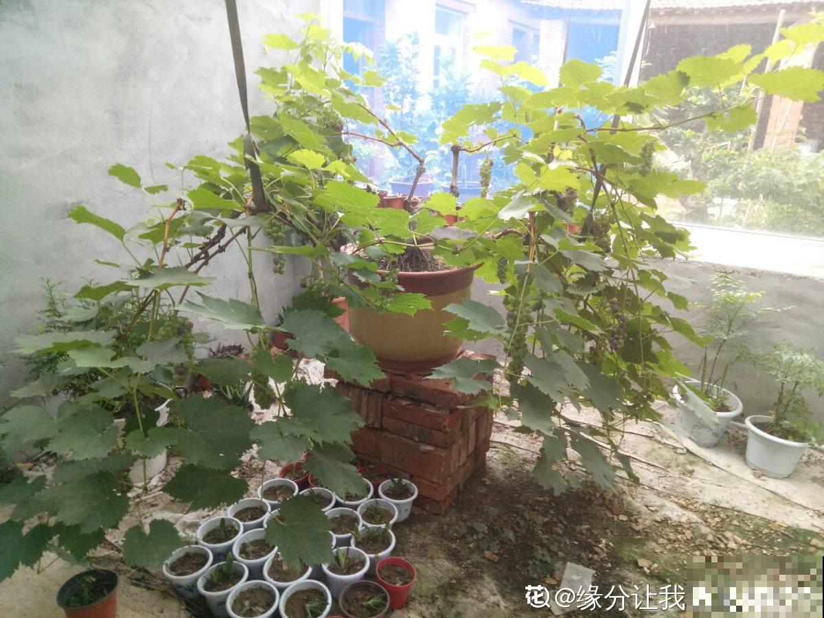 搭不了架子也能养葡萄,简单5步让你吃到盆栽葡萄串 搭不了架子也能养葡萄,简单5步让你吃到盆栽葡萄串