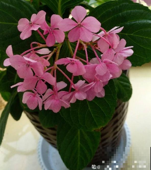 夏天的绣球花,下雨后搬出去,淋雨长更旺 夏天的绣球花,下雨后搬出去,淋雨长更旺