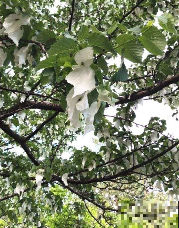 看到稀奇花，不认识的别去挖，可能会触犯法律